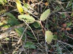 Hermannia althaeoides