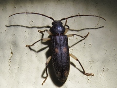 Tylonotus bimaculatus
