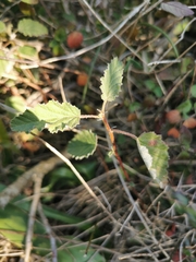 Hermannia althaeoides