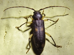 Tylonotus bimaculatus