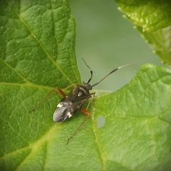 Closterotomus biclavatus