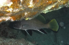 Sciaena umbra