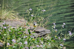 Motacilla flaviventris