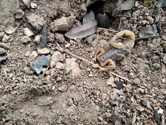 Uroplectes planimanus