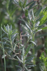 Gonocarpus elatus
