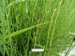Equisetum palustre