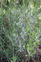 Gonocarpus elatus