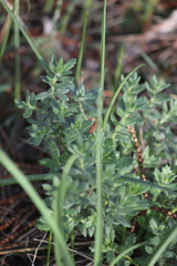 Gonocarpus elatus