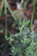 Gonocarpus elatus