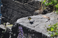 Motacilla flaviventris