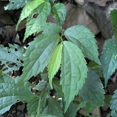Elatostema cyrtandrifolium