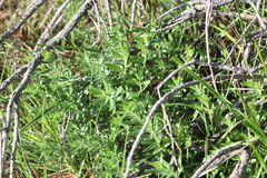 Gonocarpus elatus