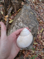 Burtoa nilotica