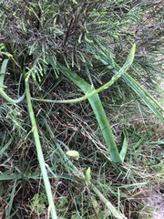 Trachyandra divaricata