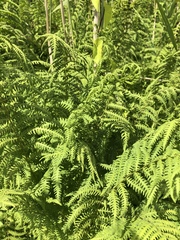 Thelypteris palustris palustris