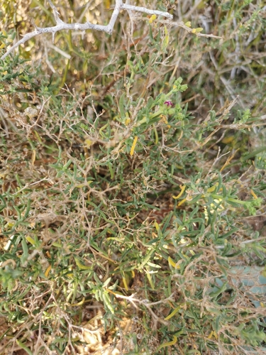 Mestoklema albanicum 2