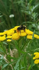 Bombus lapidarius