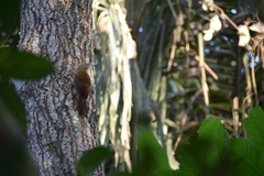 Xiphorhynchus guttatus