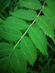 Sorbaria