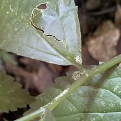 Elatostema cyrtandrifolium