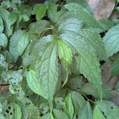 Elatostema cyrtandrifolium