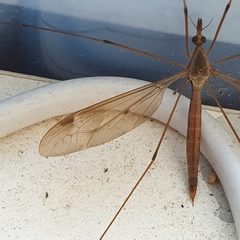 Tipula fulvipennis