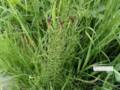 Equisetum palustre