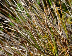 Hypodiscus willdenowia