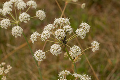 Peucedanum cervaria