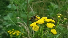 Bombus lapidarius