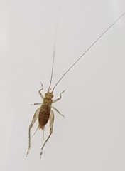 Svistella bifasciata