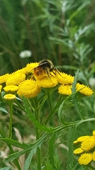 Bombus lapidarius