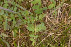 Peucedanum cervaria