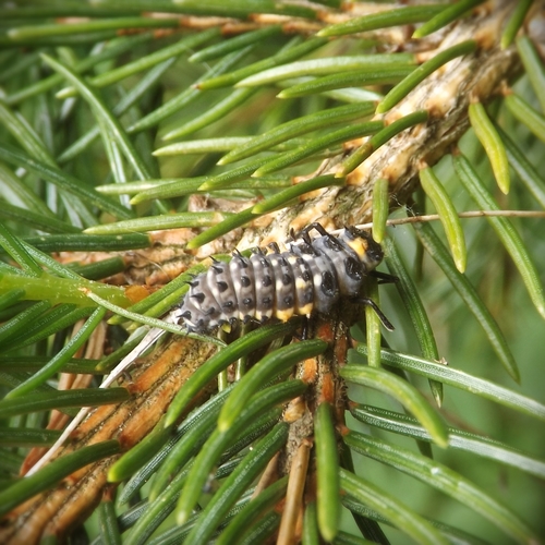 Akiuotoji Boružė nuotrauka