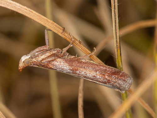 Selagia spadicella