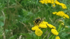 Bombus lapidarius