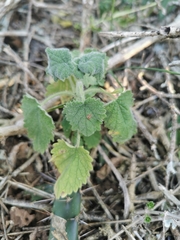Pseudodictamnus africanus
