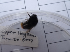 Bombus ruderarius