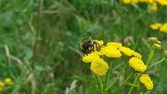 Bombus lapidarius