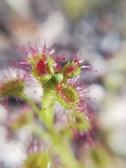Drosera stolonifera