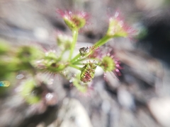 Drosera stolonifera