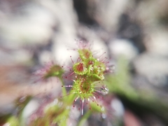 Drosera stolonifera