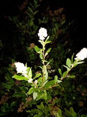 Spiraea salicifolia