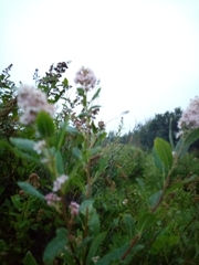 Spiraea salicifolia