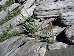Leymus mollis mollis