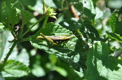 Rubellia nigrosignata