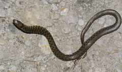 Fowlea schnurrenbergeri