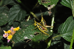 Rubellia nigrosignata