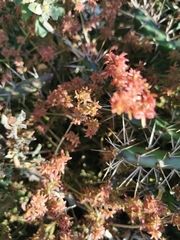 Crassula expansa