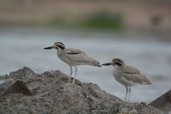 Esacus recurvirostris